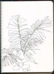 /assets/images/sketchbook/NATURE/3.jpg