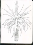 /assets/images/sketchbook/NATURE/4.jpg
