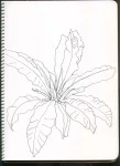 /assets/images/sketchbook/NATURE/5.jpg