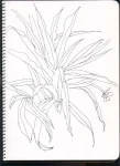 /assets/images/sketchbook/NATURE/6.jpg